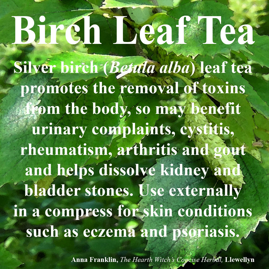 Birch Leaf Tea