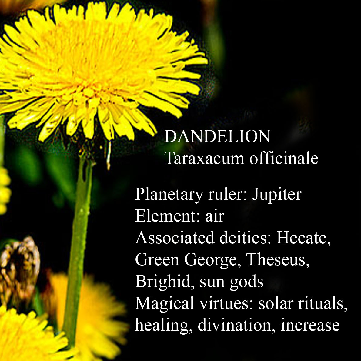 Dandelion Magic