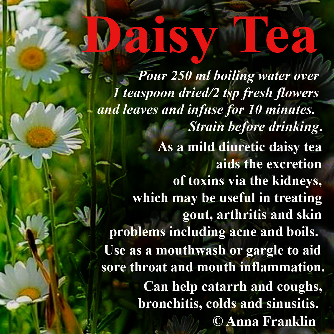Daisy (Bellis perennis) Tea
